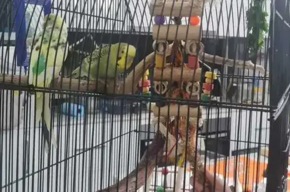 Lost Budgies: Friendly Pair in Adelaide