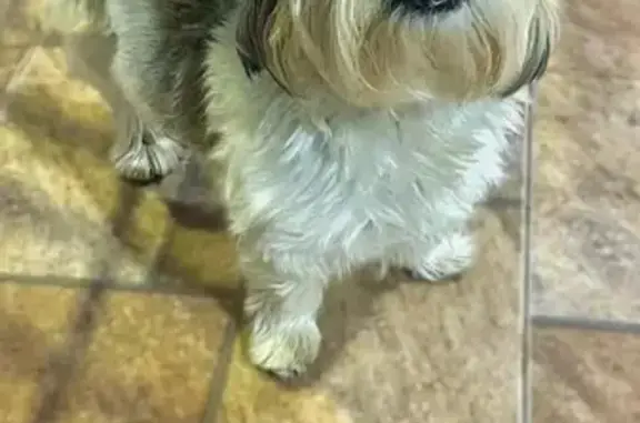 cachorro desaparecida
