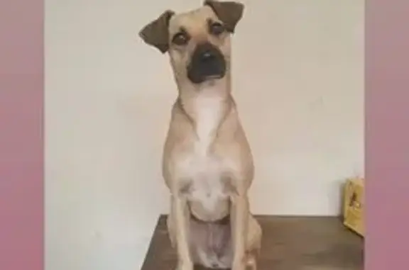 cachorro desaparecida