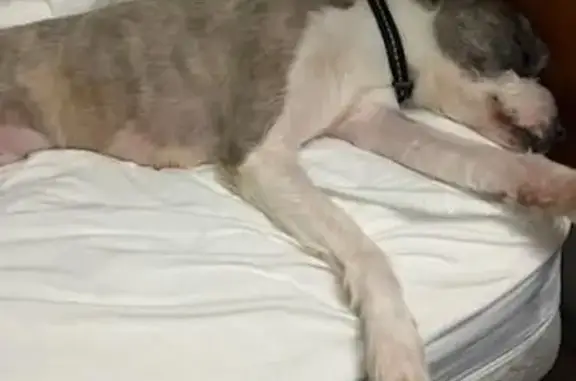 Lost Dog: White & Gray, McKinney TX
