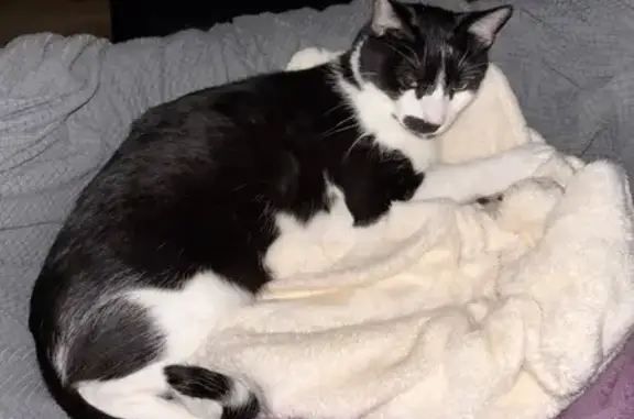 Chat noir et blanc perdu à Vitré - photo