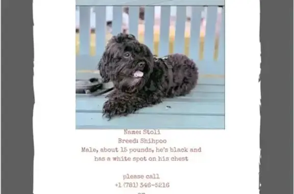 Lost Shihpoo: Black with White Chest Spot