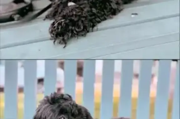 Lost Shihpoo Near Lynnway: Help Needed!