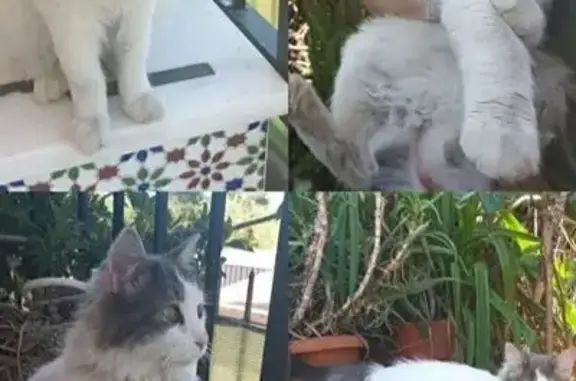 Gato Perdido: Misi, Blanco y G...