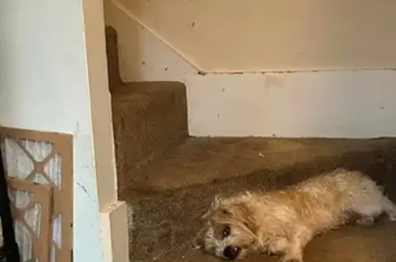 Lost Terrier Mix: Reward Offered!