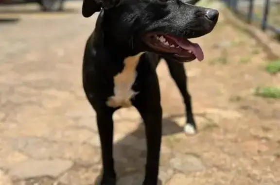 cachorro encontrada