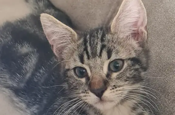 Chat perdu : Bilbon, gris tigré, 1 an 1/2 - photo