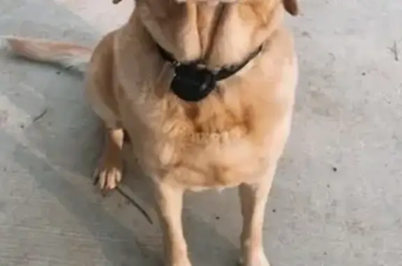 Lost Yellow Lab: Gray Road, MS