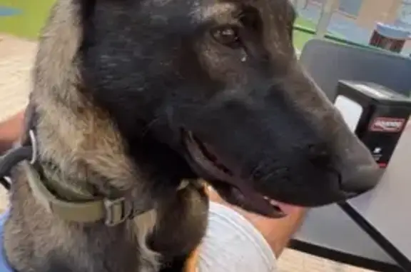 Perra Malinois Perdida: Urge Medicación