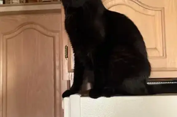 Lost: Large Black Cat Henry in Perry