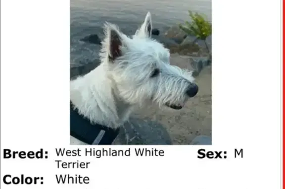 Lost White Dog Near Clayton Road, Howell