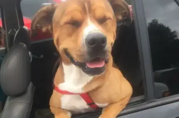 Lost: Kobe, Elderly Boxer Pit Mix, Help!
