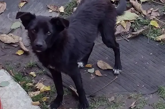 Знайдено собаку Триліси, фото: Знайдена собака: чорна з білими мітками