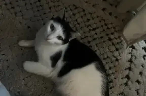Lost Black & White Cat in Greensboro, NC