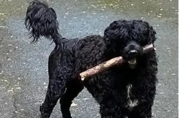 Lost Black Poodle Mix in Mountain Lea