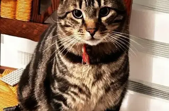Chat mâle tigré perdu à Roset-Fluans - photo