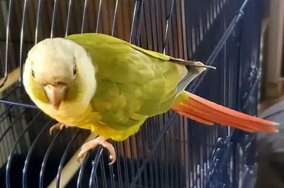 Lost: Vibrant Bird in Torrance...