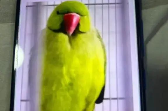 Lost Plump Green Parrot in Choa Chu Kang