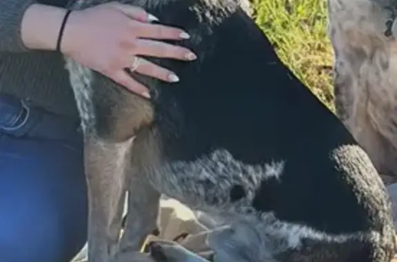 Lost 3-Legged Blue Heeler Mix in Fayetteville