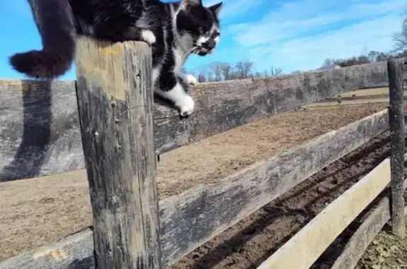 Lost Cat: Friendly Black & White on Eagle Hill