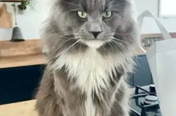 Animaux perdus , photo: Chat perdu gris/blanc, Rue de Farbus 23