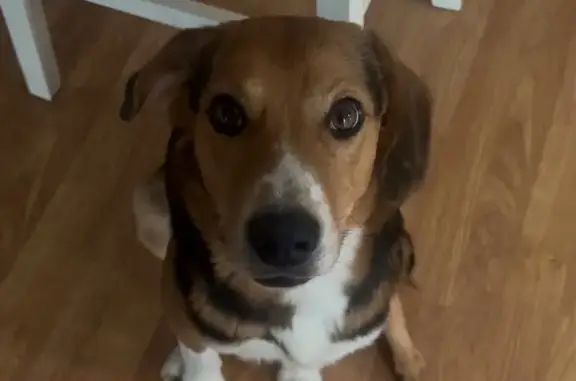 Lost Tricolored Beagle on Windersgate