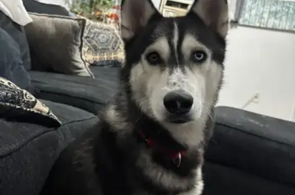 Lost Dog: Alex with Unique Eyes, Copiague