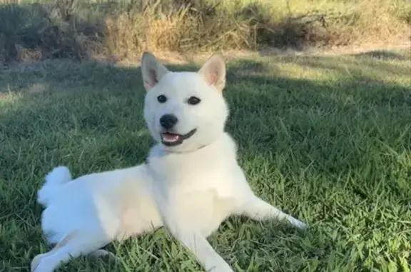 Lost Cream Dog, Microchipped, Southaven