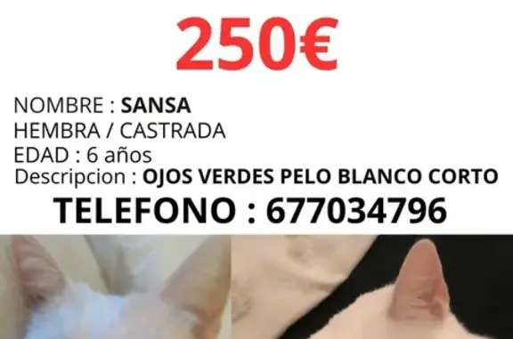 Gata Blanca Perdida: Ojos Verd...