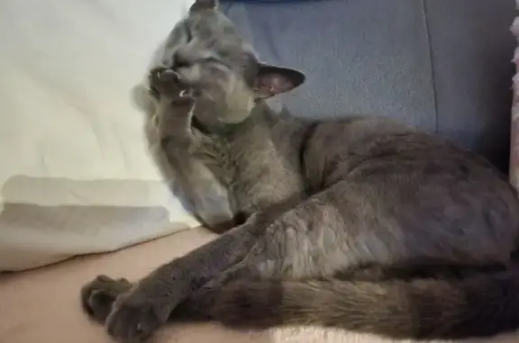 Chat perdu, Rinxent, photo: Chat perdue, tâche œil droit, Rinxent