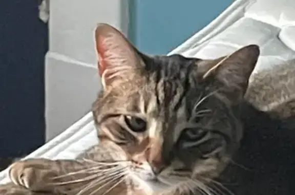 Missing cat Toledo, photo: Lost Tabby: Skittish & Chipped, Toledo