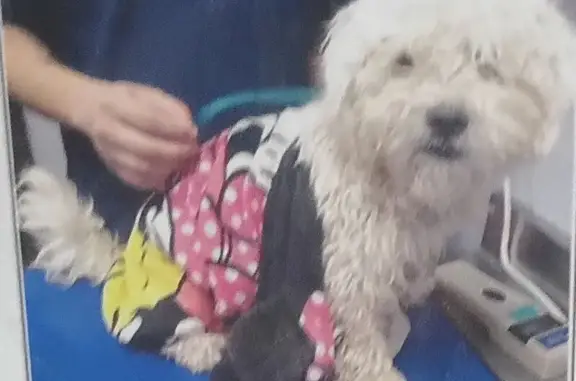 Lost Bichon Frise: Teddy Bear Missing!