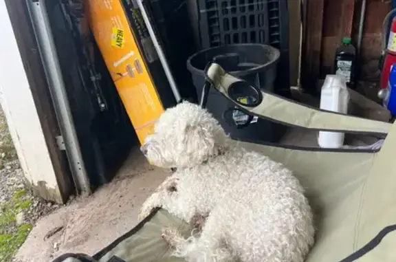 Lost White Poodle Mix in Peace Township