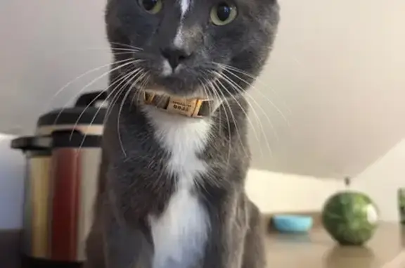 Lost Grey Cat 'Eren' in Kenosha: Help!