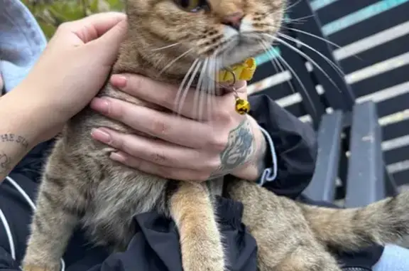 Знайдено кішку Львів, фото: Знайдена кішка в жовтому ошийнику у Львові