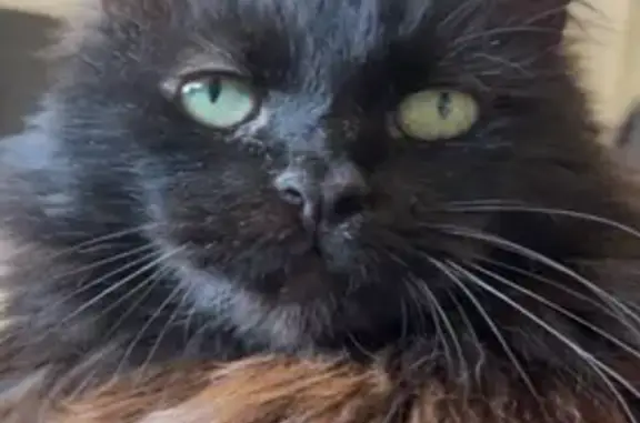 Chat noir perdu à Cugnaux, tatoué oreille - photo