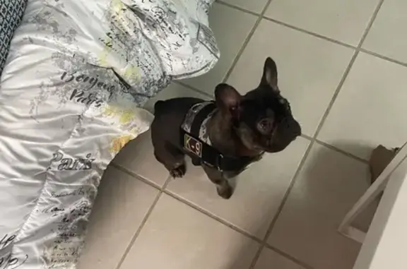 Lost Dog: Brown with Bow Tie in Phoenix