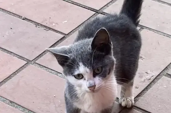 Chat trouvé Elne, photo: Chaton gris et blanc trouvé à Elne
