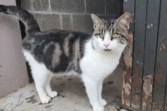 Animaux trouvés Landivy, photo: Chat trouvée à La Petite Touche, Landivy