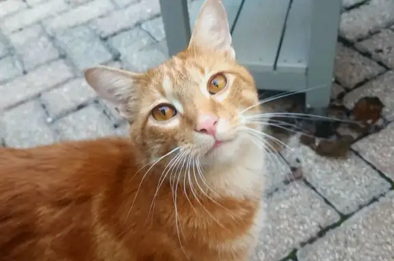 Found pets Ohio City, photo: Found: Orange Cat with White Chin in Ohio
