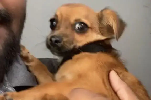 Lost Dog: Energetic Brown Pup in Chicago