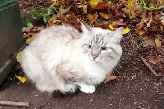 Animaux trouvés Paris, photo: Chat Siamois Lynx Point trouvé à Belleville