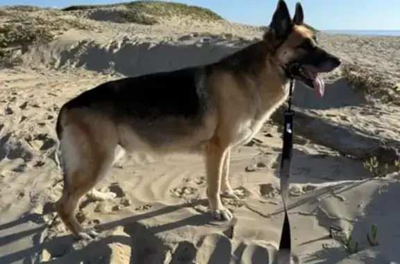 Missing dog Tracy, photo: Help Find Thor: Lost & Scared in Tracy
