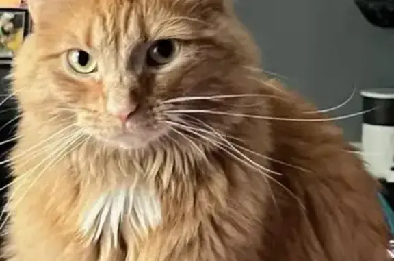 Lost Orange Cat: Microchipped in NC