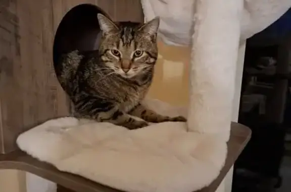 Chat tigré perdu à Wingles - photo