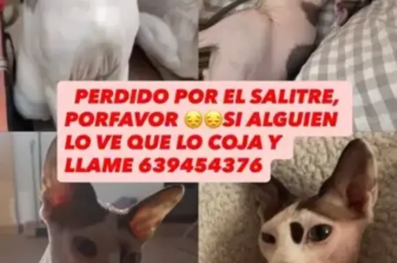 ¡Gato Esfinge Perdido en Libri...