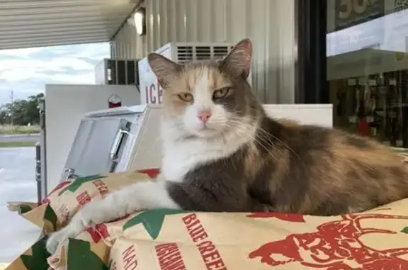 Missing cat Yoakum, photo: Lost Calico Cat: Store Mascot Missing!