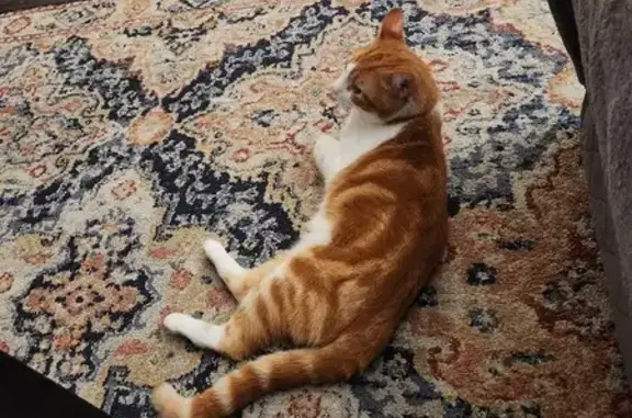 Found cat Columbus, photo: Friendly Orange & White Cat Found in Columbus