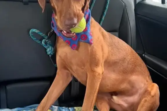 Missing dog San Diego, photo: Lost Dog: Muscular Red Coat, San Diego