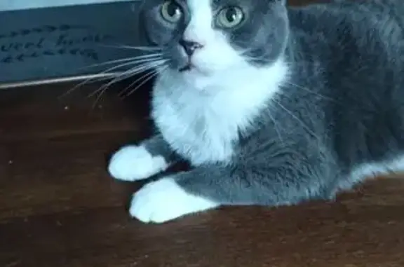 Lost Cat Sammie: Gray & White, Green Eyes
